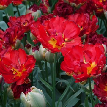 Tulipano Pop Up Red