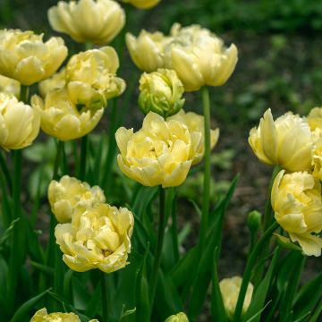 Tulipano Doppio Tardivo Yellow Mountain