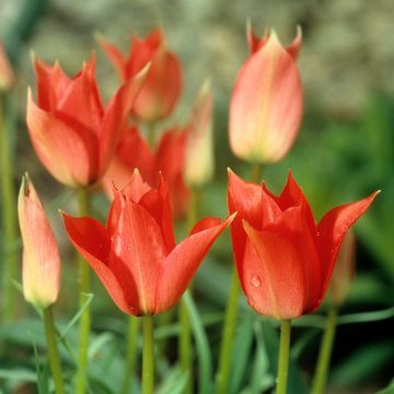 Tulipano Giglio Royal Charm
