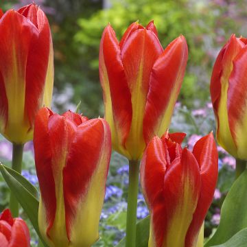 Tulipano fosteriana Candela Festival