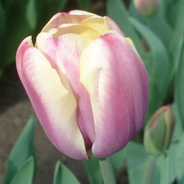 Tulipano Atlantis