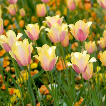 Tulipano Blushing Lady