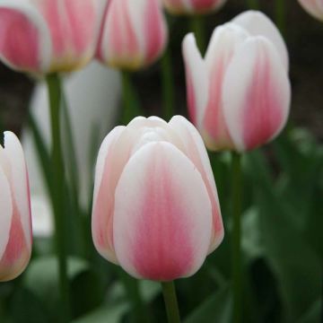 Tulipano Trionfo Beau Monde