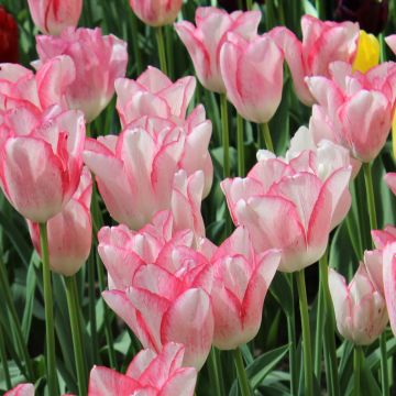 Tulipano Trionfo Beauty Trend