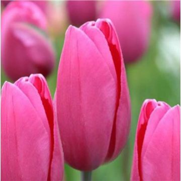 Tulipano Trionfo Pink Proud