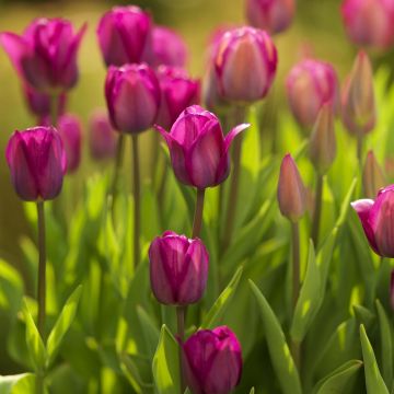 Tulipano Trionfo Roussillon