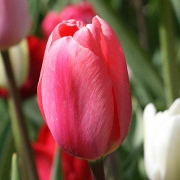 Tulipano Trionfo Spryng
