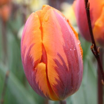 Tulipano Trionfo Princesse Irène