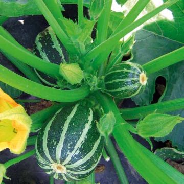Zucchino Picolo F1