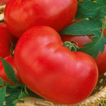Lycopersicum esculentum Faworyt - Pomodoro cuore di bue/Beefsteaj