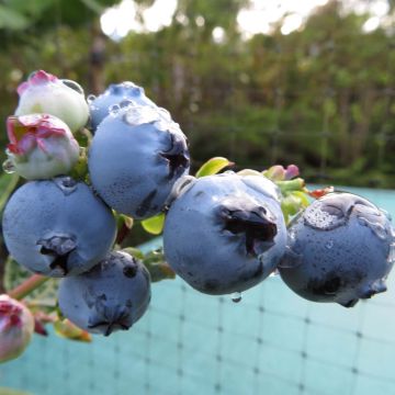 Mirtillo gigante americano - Hortblue Petite