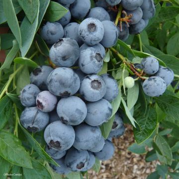 Mirtillo gigante americano - Sunshine Blue