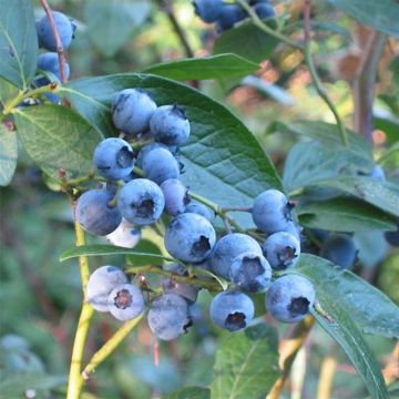 Mirtillo gigante americano - Blue Crop