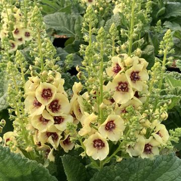 Verbascum Dark Eyes - Verbasco