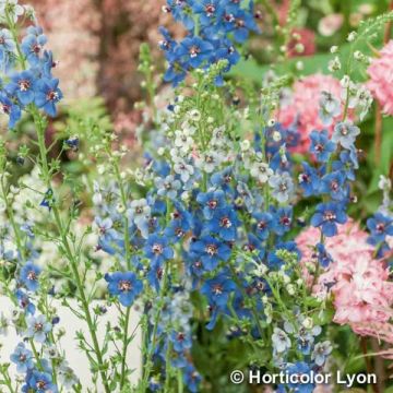 Verbascum Blue Lagoon - Verbasco
