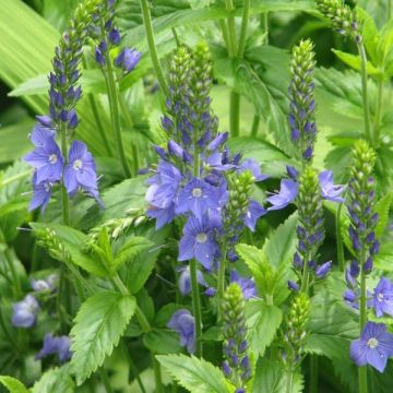 Veronica austriaca Ionian Skies - Veronica d'Austria