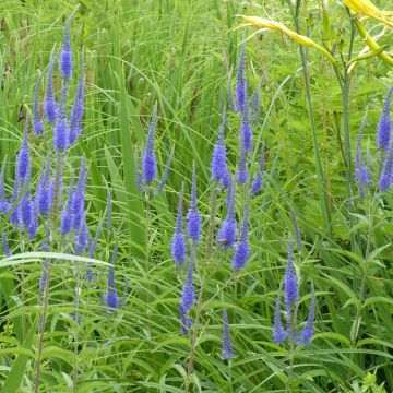 Veronica longifolia (semi) - Veronica a foglie lunge