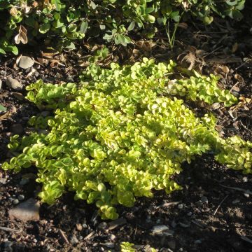 Veronica repens Sunshine - Veronica strisciante