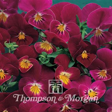 Viola Rose Shades