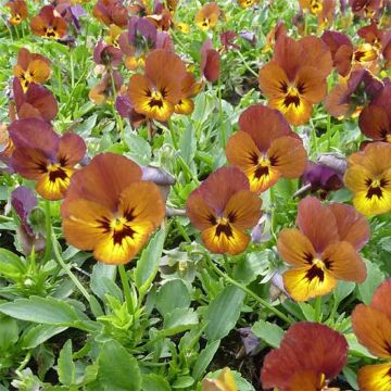 Viola cornuta Irish Molly