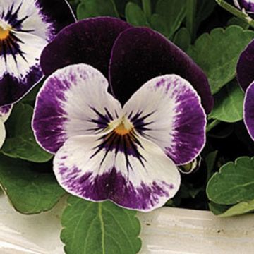 Viola cornuta Penny F1 Mickey