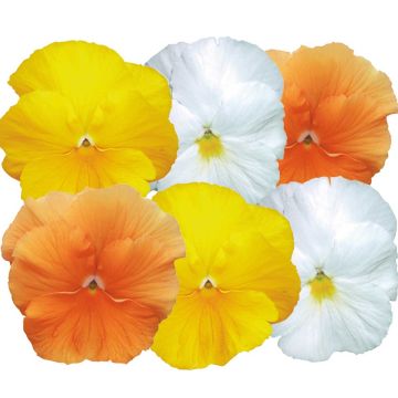 Viola cornuta F1 Prim Up Citrus Mix