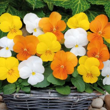 Collezione di 5 viole cornute Citrus Mix in Mini-mottes