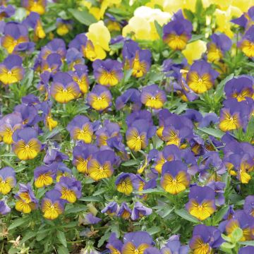 Viola cornuta Sorbet Xp Morpho