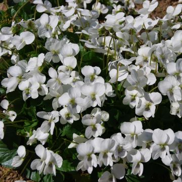Viola sororia Albiflora - Viola sorella