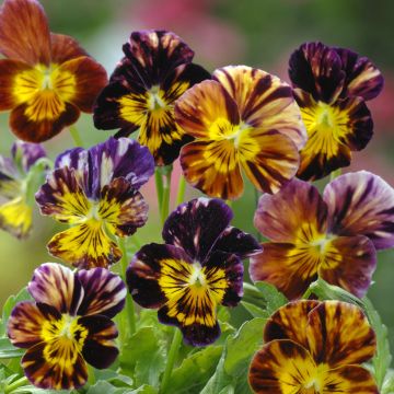 Viola Brush Strokes