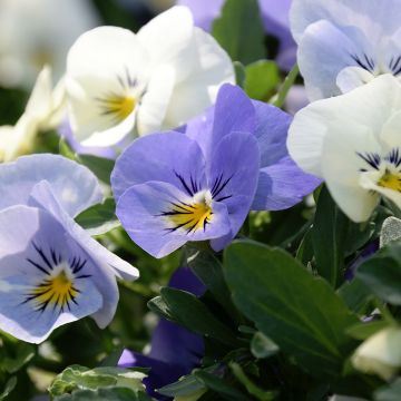 Viola Cool Wave Frost