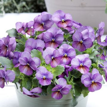 Viola cornuta Butterfly Violet antique