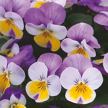 Viola cornuta F1 Kitty Surprise