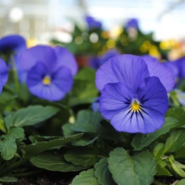 Viola cornuta Sorbet Xp True Blue