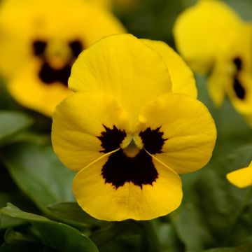Viola cornuta Sorbet XP Yellow Blotch