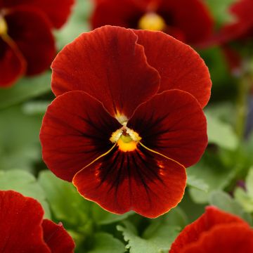 Viola cornuta Sorbet Xp Red