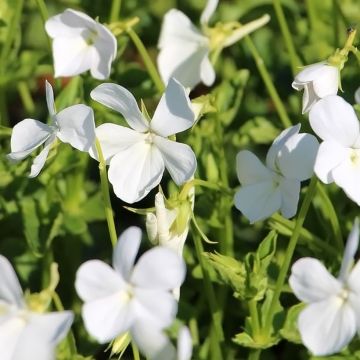 Viola cornuta Wisley White