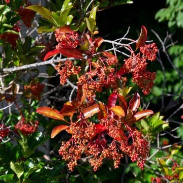 Viburnum odoratissimum - Viburno dolce