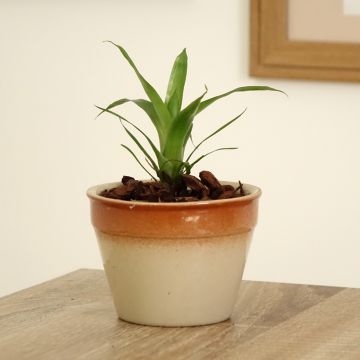 Vriesea Delphinus