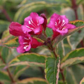 Weigelia Brigela