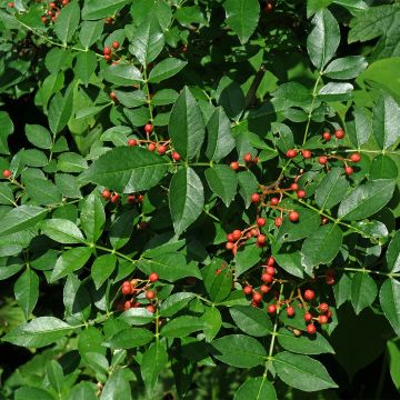 Zanthoxylum coreanum - Pepe coreano