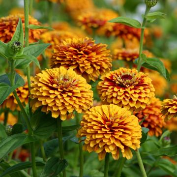 Zinnia Macarenia