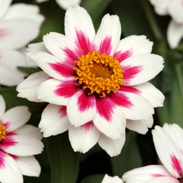 Zinnia Zahara Starlight Rose