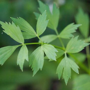 Levisticum officinalis Bio - Ferme de Sainte Marthe - Levistico