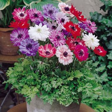 Anemone coronaria St Brigid Mix - Anemone dei fiorai