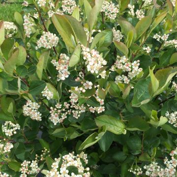 Aronia melanocarpa Revontuli Hedger - Aronia