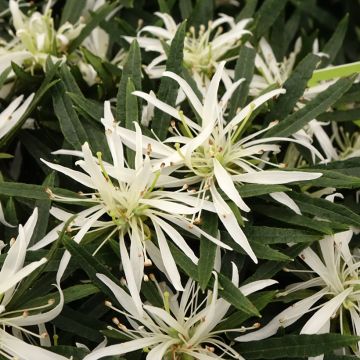 Azalea japonica Star Style White Azalea japonica Star Style White