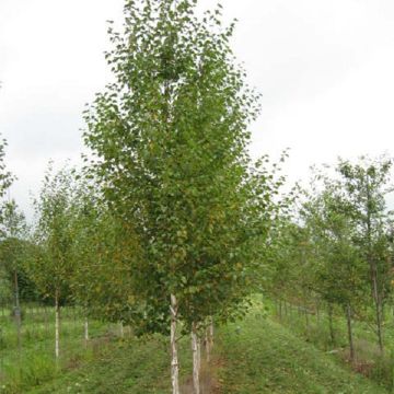 Betula nigra Heritage - Betulla nera