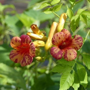 Campsis tagliabuana Orangeade - Bignonia