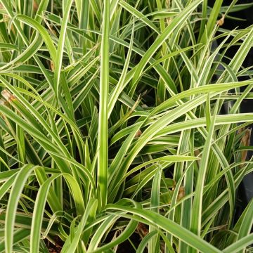 Carex muskingumensis variegata - Carice palma